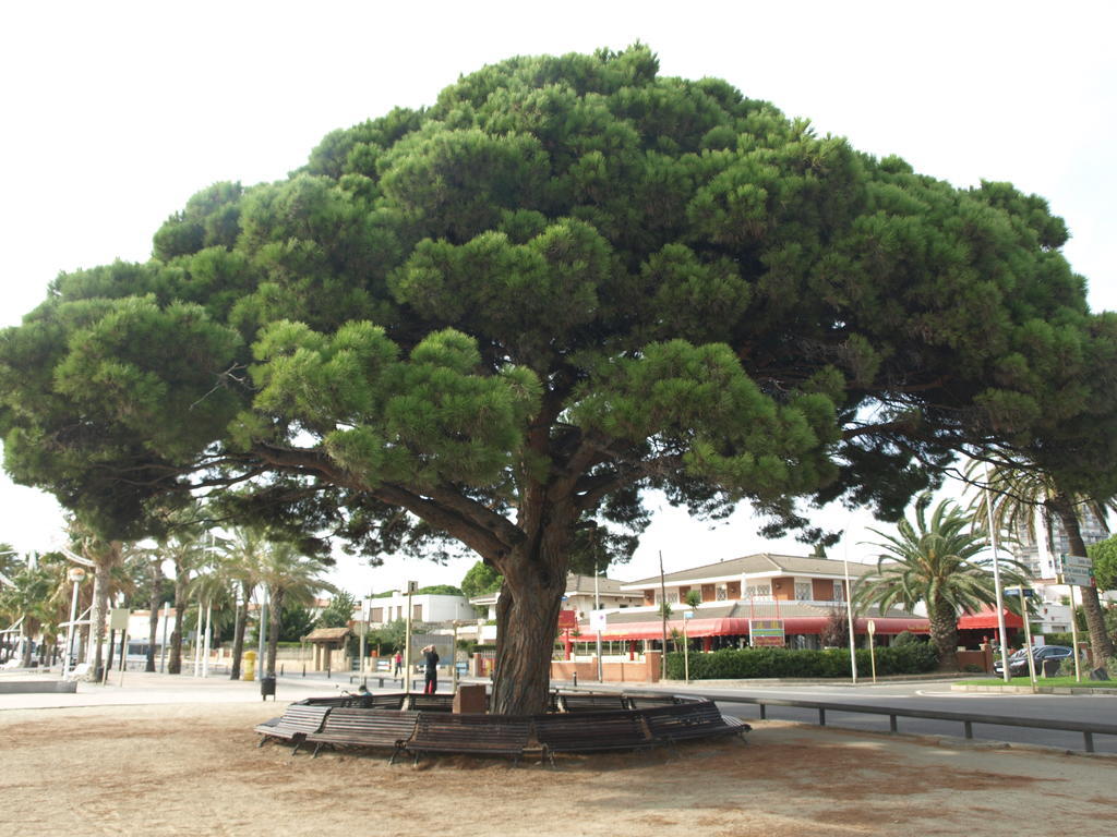 Apartaments Geminis Cambrils Habitación foto